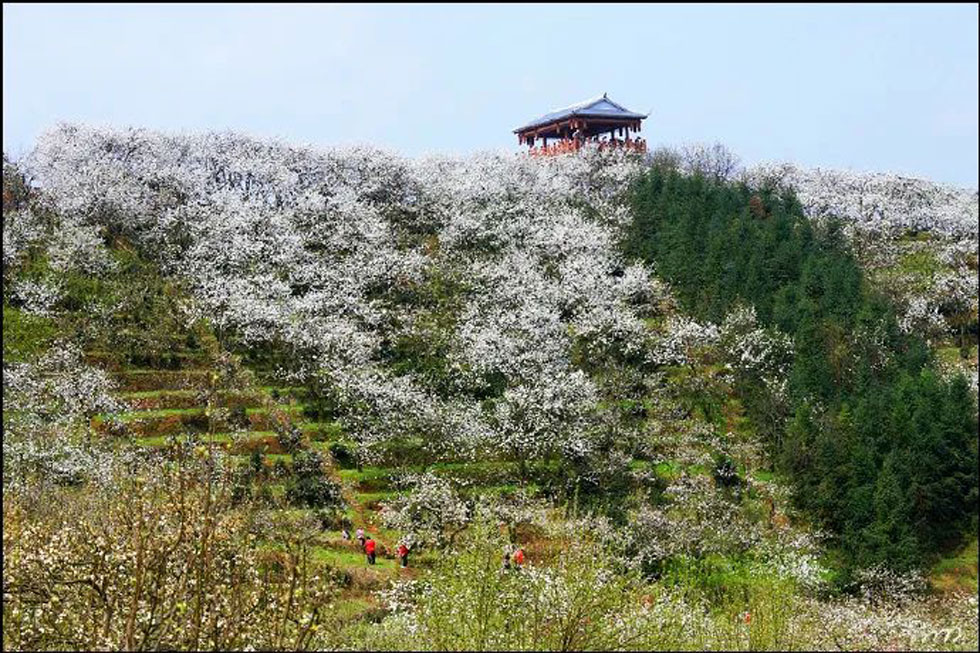 【春天，广西桂林灌阳县向您发出邀请！】我们在灌阳看梨花 - 游山玩水 - 阜新生活社区 - 阜新28生活网 fx.28life.com