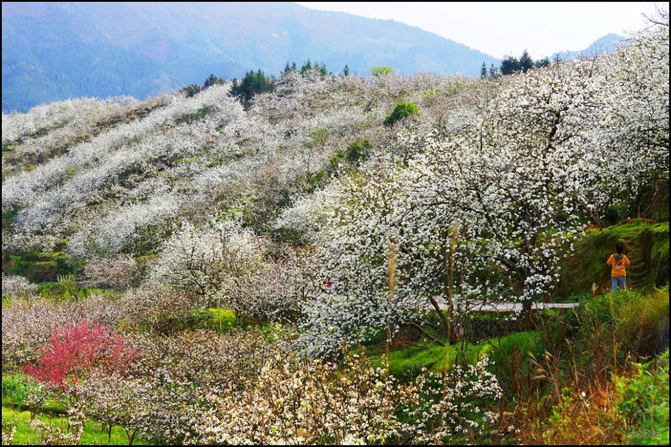 【春天，广西桂林灌阳县向您发出邀请！】我们在灌阳看梨花 - 游山玩水 - 阜新生活社区 - 阜新28生活网 fx.28life.com