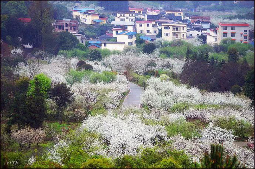 【春天，广西桂林灌阳县向您发出邀请！】我们在灌阳看梨花 - 游山玩水 - 阜新生活社区 - 阜新28生活网 fx.28life.com