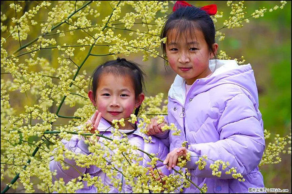 【春天，广西桂林灌阳县向您发出邀请！】米珠山前有片山苍子花在飘香 - 游山玩水 - 阜新生活社区 - 阜新28生活网 fx.28life.com