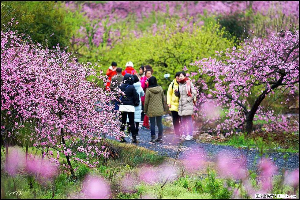 【春天，广西桂林灌阳县向您发出邀请！】官庄村有个醉美的桃花园 - 游山玩水 - 阜新生活社区 - 阜新28生活网 fx.28life.com