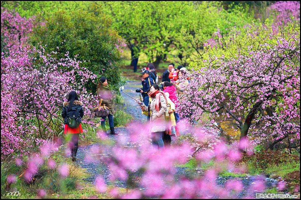 【春天，广西桂林灌阳县向您发出邀请！】官庄村有个醉美的桃花园 - 游山玩水 - 阜新生活社区 - 阜新28生活网 fx.28life.com