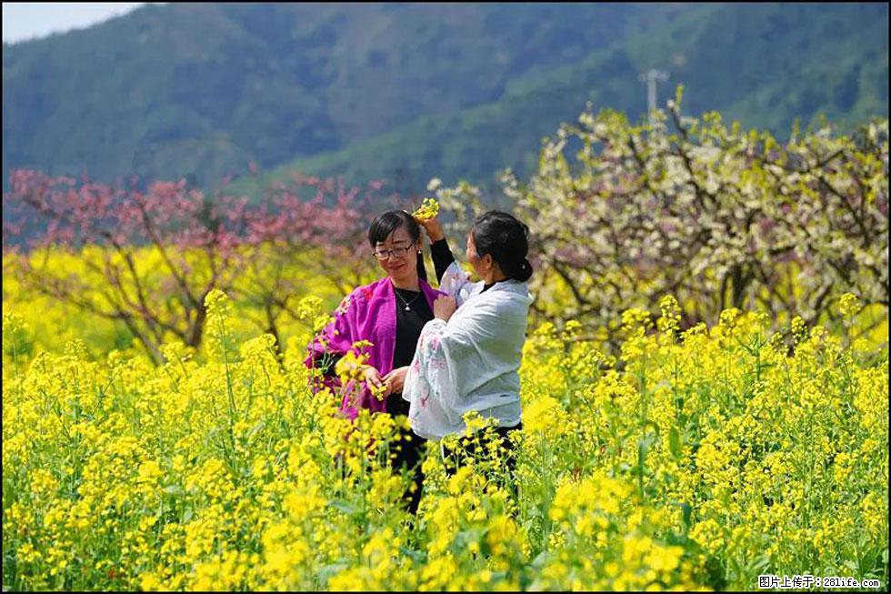 【春天，广西桂林灌阳县向您发出邀请！】长坪村油菜盛情花开 - 游山玩水 - 阜新生活社区 - 阜新28生活网 fx.28life.com