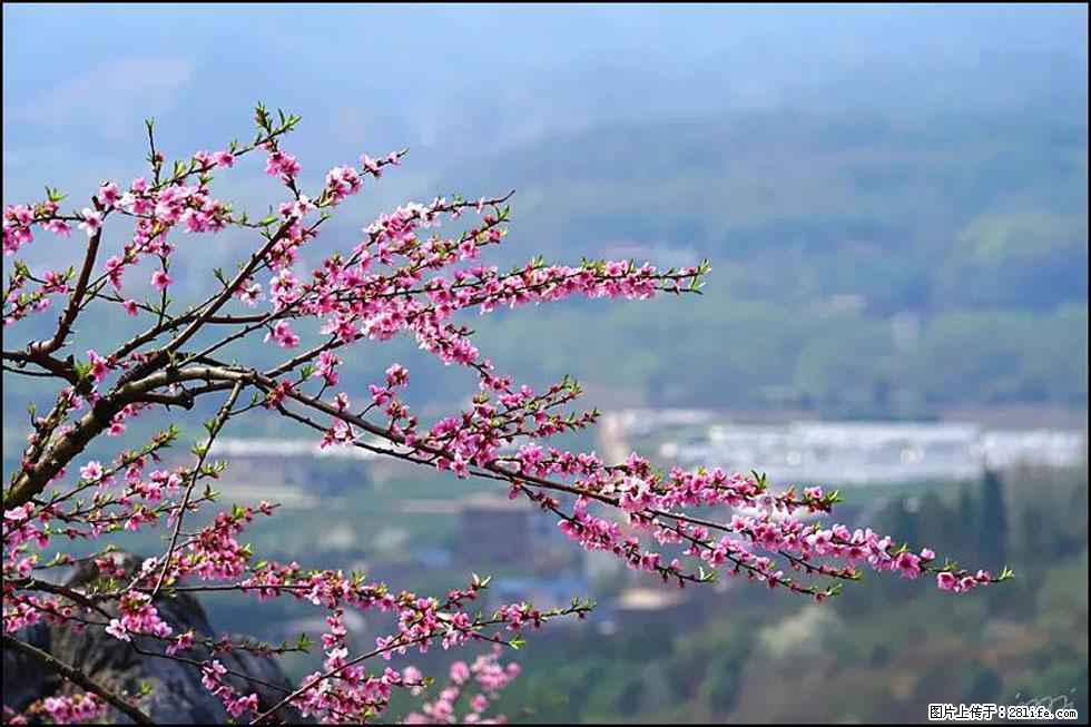 【春天，广西桂林灌阳县向您发出邀请！】望月岭上桃花开 - 游山玩水 - 阜新生活社区 - 阜新28生活网 fx.28life.com