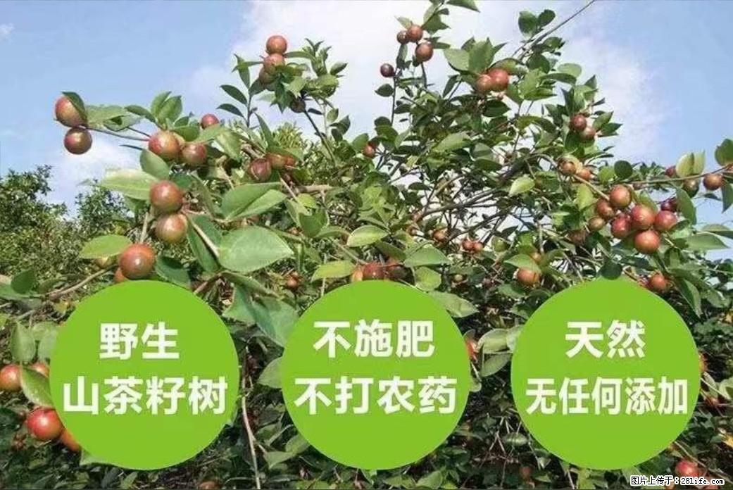 【灌阳县油茶产业示范区】一个有着充实的精神生活的人,对待身外之物自会有一种淡泊的态度 - 土特产 - 饮食特产 - 阜新分类信息 - 阜新28生活网 fx.28life.com