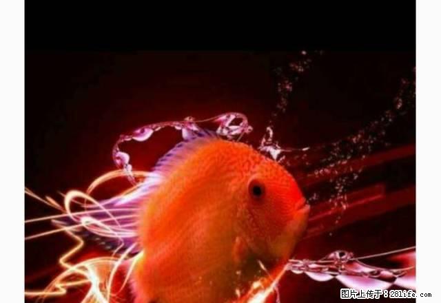 星光宾馆附近5层家电全600元 - 房屋出租 - 房屋租售 - 阜新分类信息 - 阜新28生活网 fx.28life.com