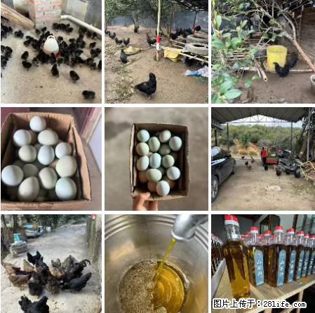油茶园从小鸡仔开始养起的纯土鸡、土鸡蛋可以预定啦！还有前几天刚榨的纯山茶油哦 - 美食天地 - 阜新生活社区 - 阜新28生活网 fx.28life.com