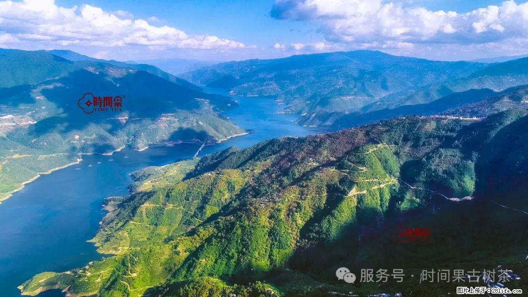 时间果百年古树龙珠普洱生茶 - 购物交流 - 阜新生活社区 - 阜新28生活网 fx.28life.com