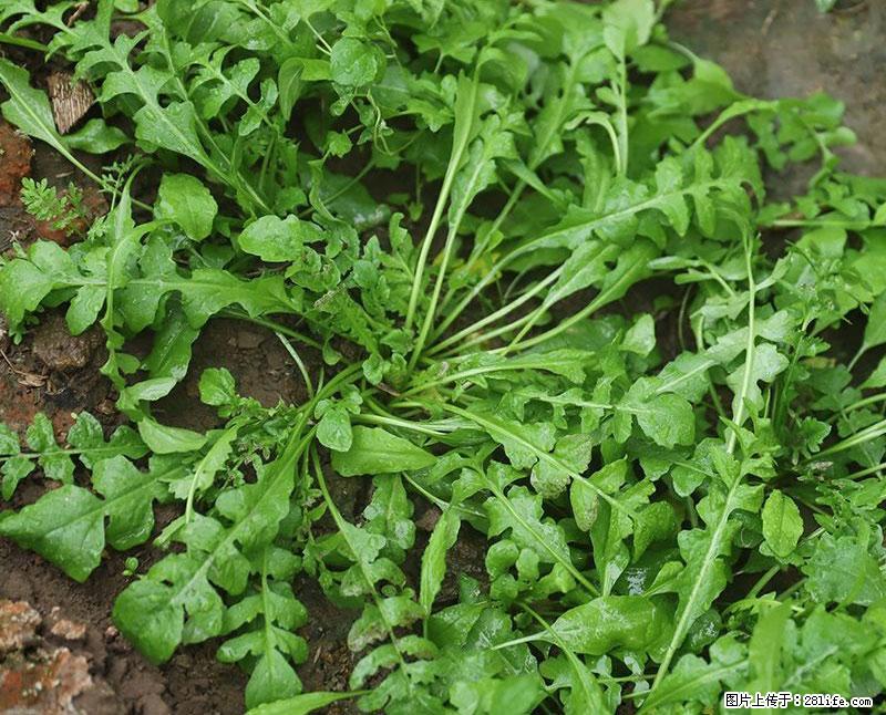 这些蔬菜是“天然钙片”，这6种被医生重点推荐 - 阜新生活资讯 - 阜新28生活网 fx.28life.com