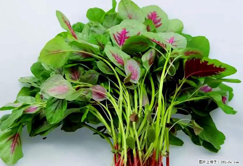 这些蔬菜是“天然钙片”，这6种被医生重点推荐 - 阜新生活资讯 - 阜新28生活网 fx.28life.com