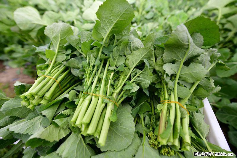 这些蔬菜是“天然钙片”，这6种被医生重点推荐 - 阜新生活资讯 - 阜新28生活网 fx.28life.com