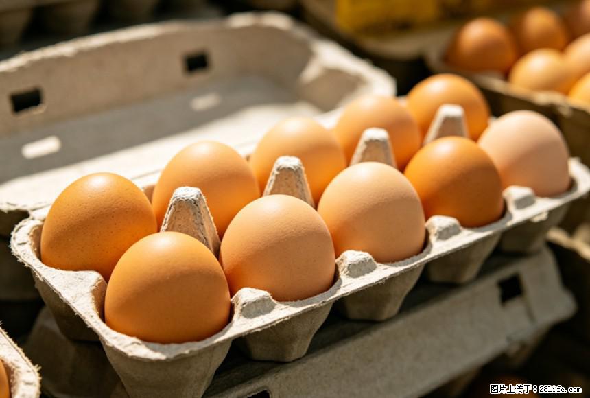 每天吃1个鸡蛋，全身收获9大好处！ - 阜新生活资讯 - 阜新28生活网 fx.28life.com